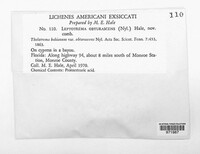 Ocellularia obturascens image